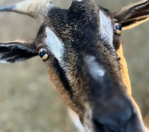 Koza Amálka zblízka strká čumák k fotoaparátu